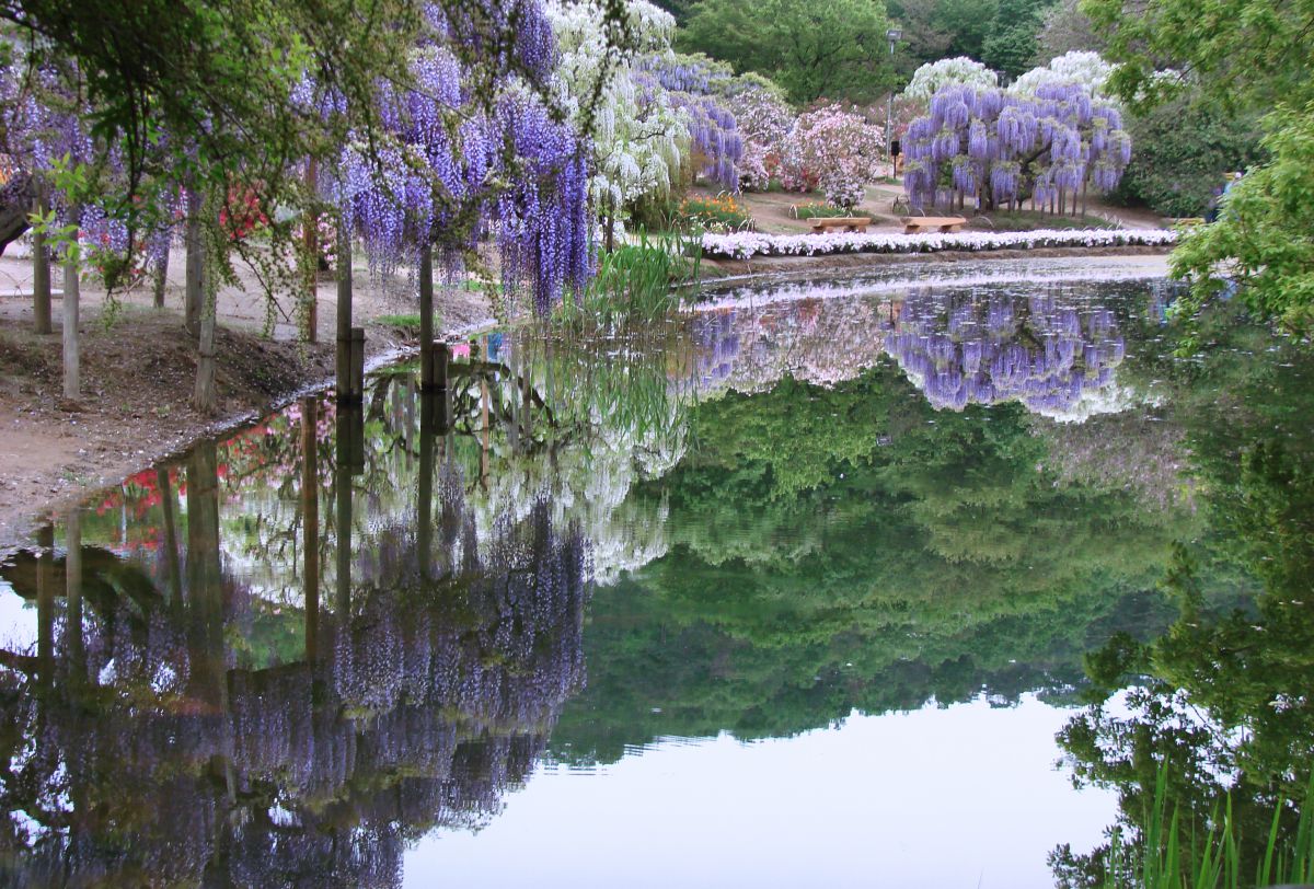 水面に映る藤の庭園 植物 花 花びら Ganref