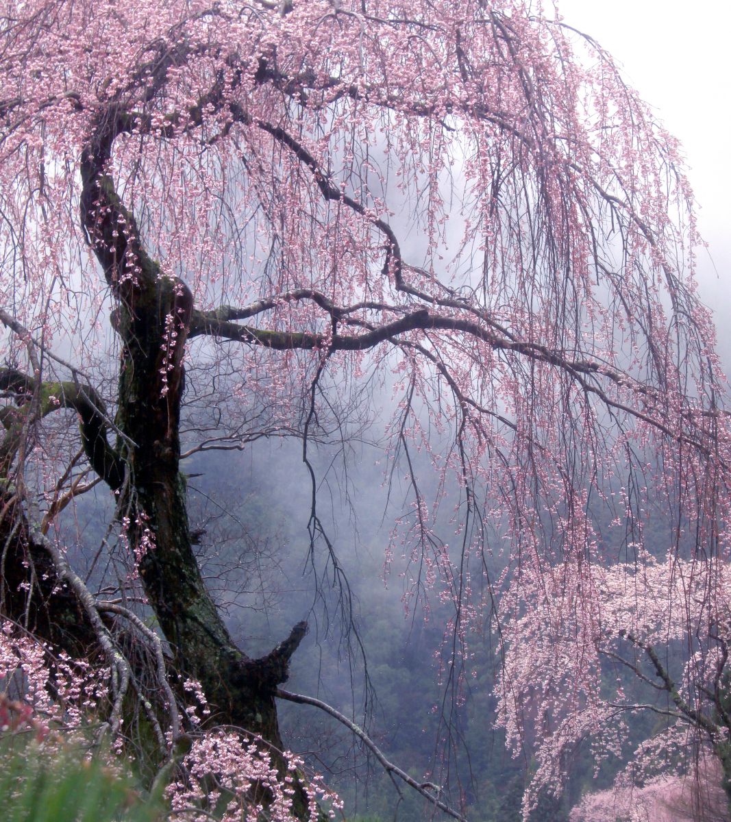 霧雨の中の枝垂れ桜 植物 桜 Ganref
