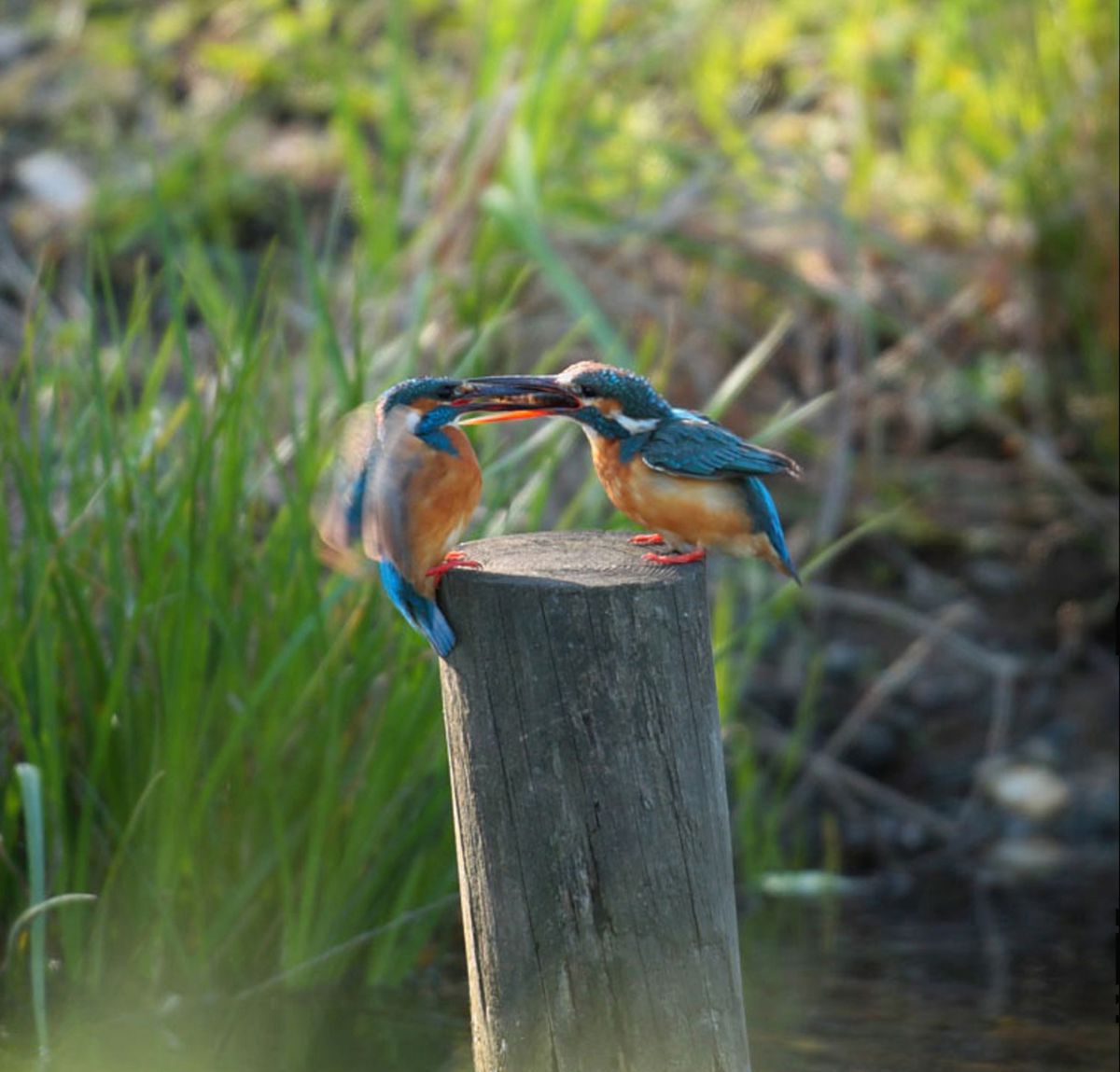 カワセミの求愛行動 動物 鳥類 Ganref