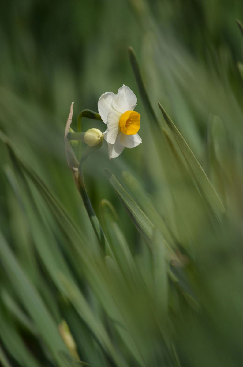 凛と一輪 植物 花 花びら Ganref