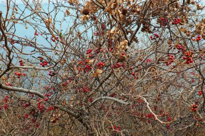 天然のリース 植物 実 果実 Ganref
