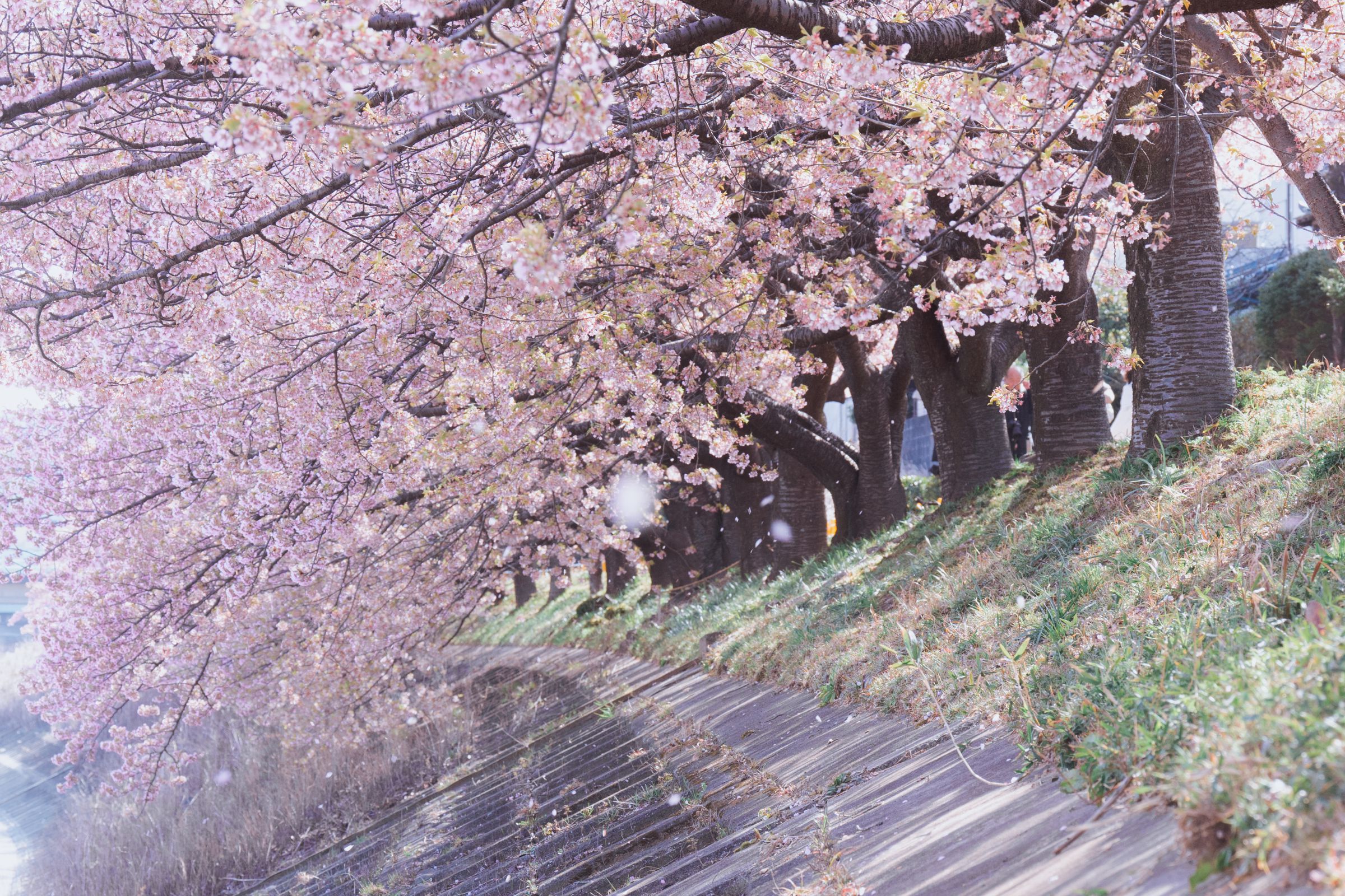 桜吹雪? （桜吹雪（さくらふぶき） | 季節の花[淀]フリー写真素材）