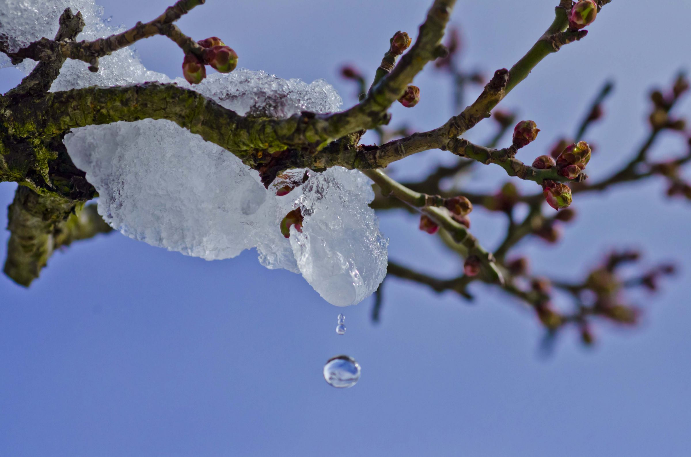 雪解けの蕾 | GANREF