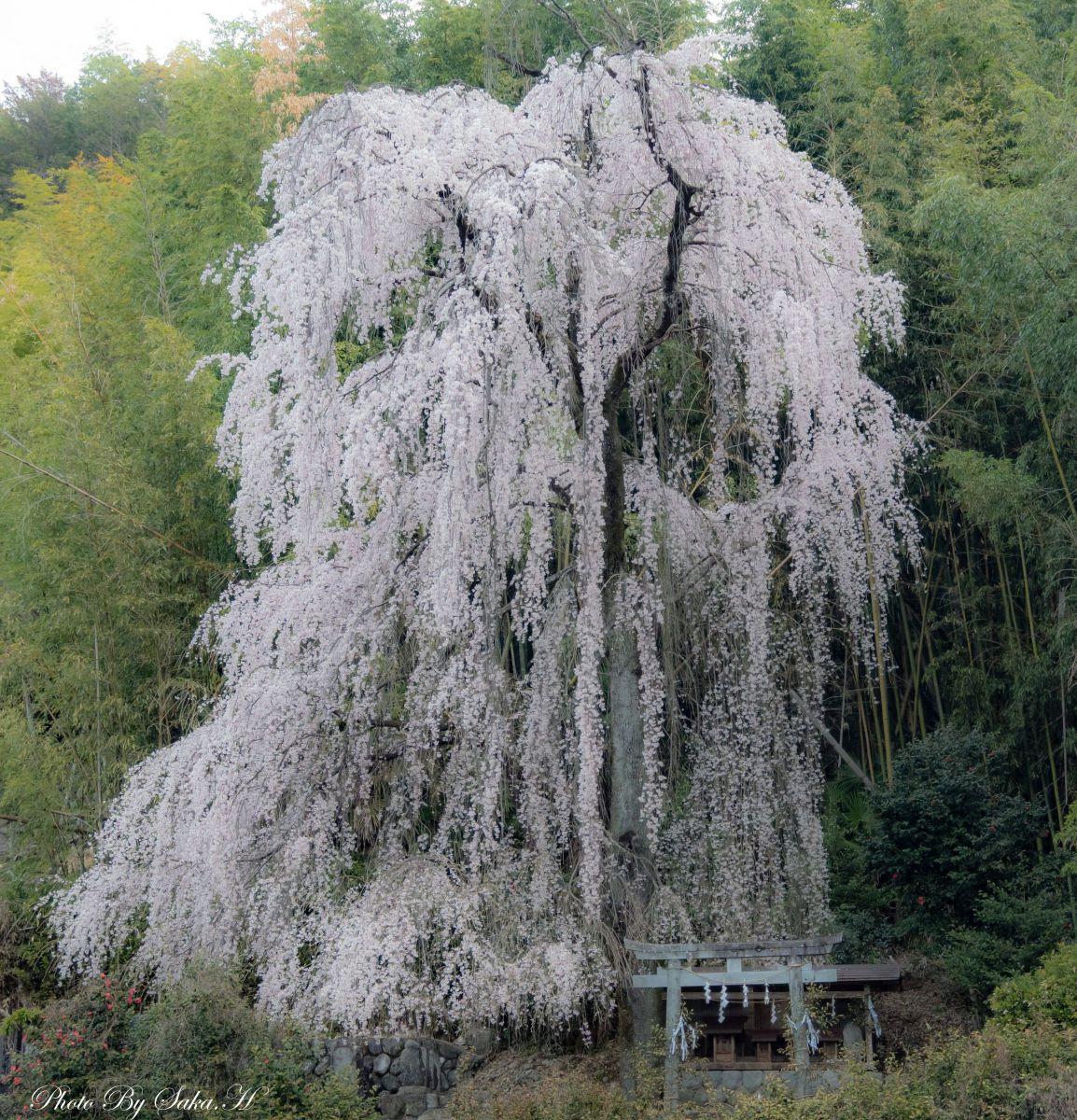 枝垂れ桜　　高さ約1.7メートル 📍貴布禰神社 . 枝垂れ桜🌸 . . . data 2026/4 宮城県仙台市 Camera
