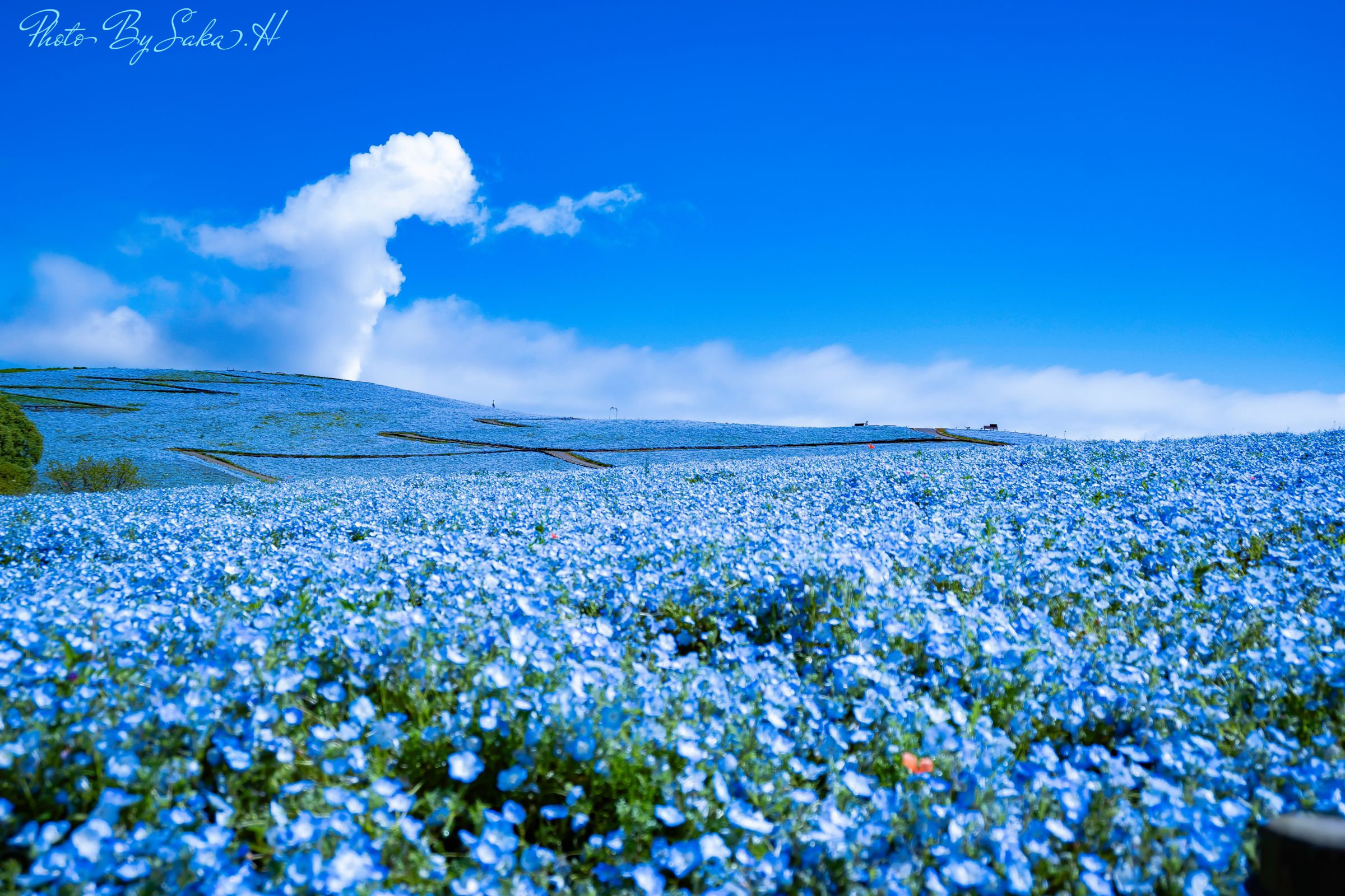 ネモフィラと青空 | GANREF