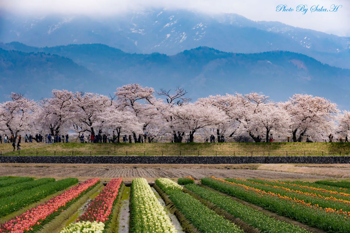 桜前線を追いかけて① | GANREF