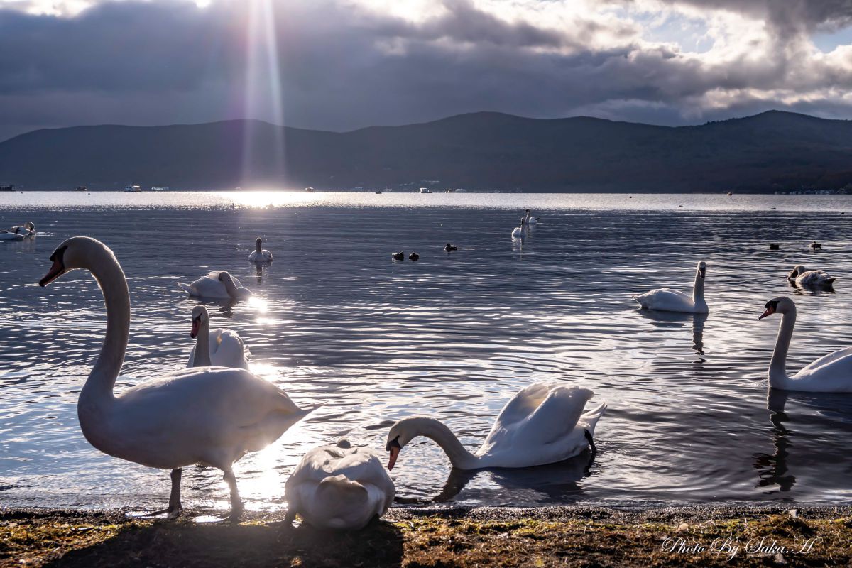 天使のはしご？ 山中湖の白鳥さん | GANREF