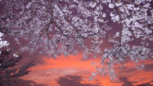 夕方桜 廃列車と桜 赤錆色の朽ちた廃列車が真っ暗な中に佇んでいると