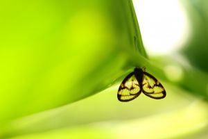 透ける 動物 虫 昆虫 Ganref