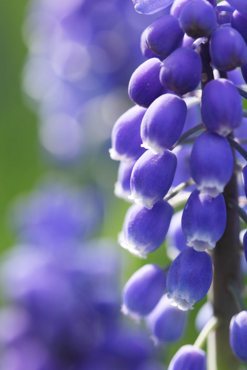 春の鈴 植物 花 花びら Ganref