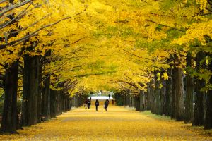 『秋の銀杏並木』 TOKYO JAPAN 明治神宮外苑の銀杏並木 Autumn in Tokyo 東京観光