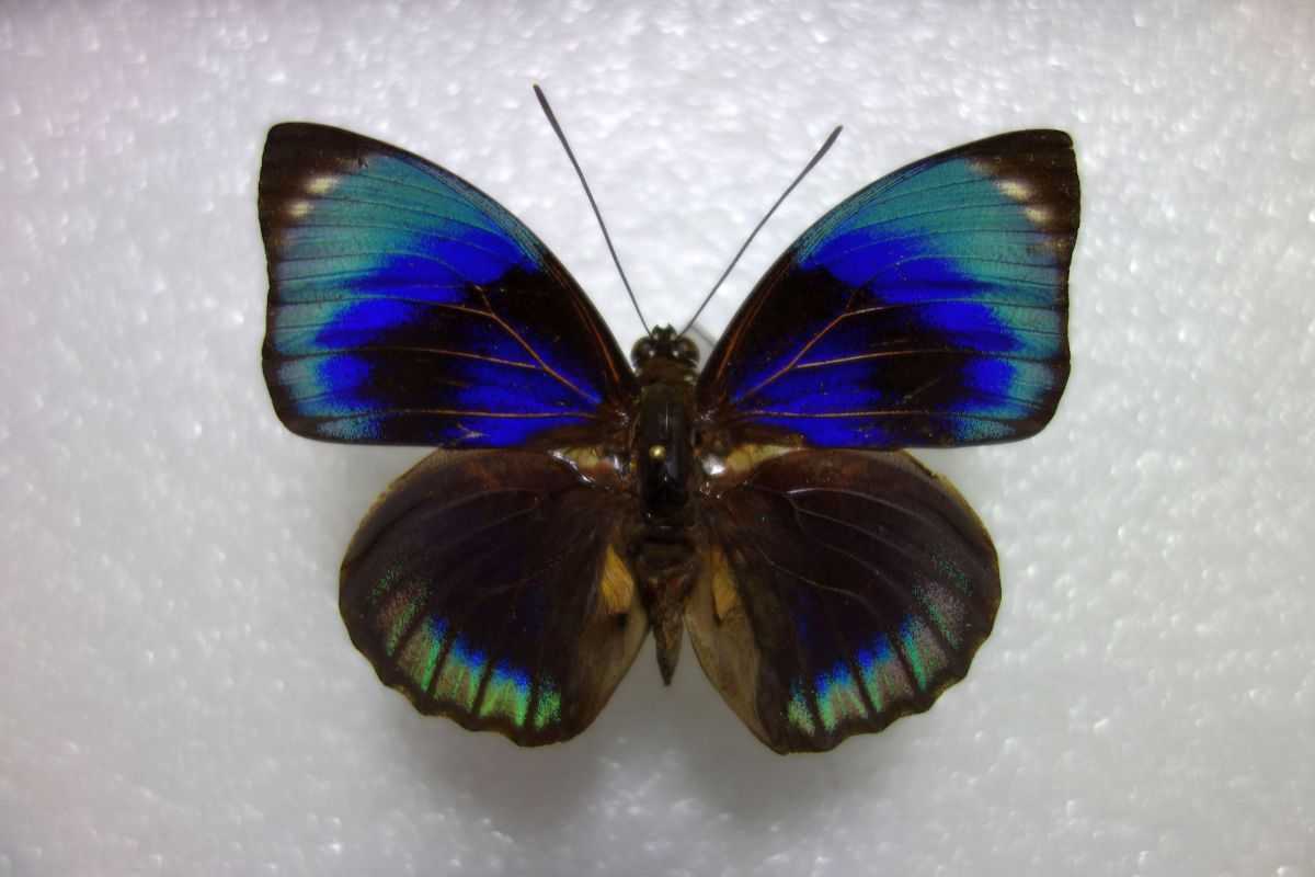 ファルキドン・ミイロタテハ | GANREF