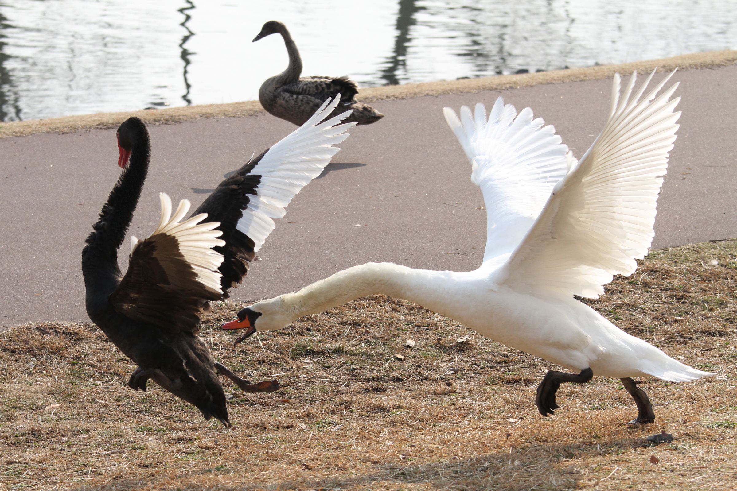 白鳥と黒鳥 | GANREF