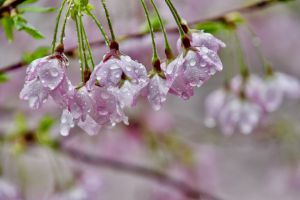 雨桜 ecbd65ab262f86a69dc84242e40e38