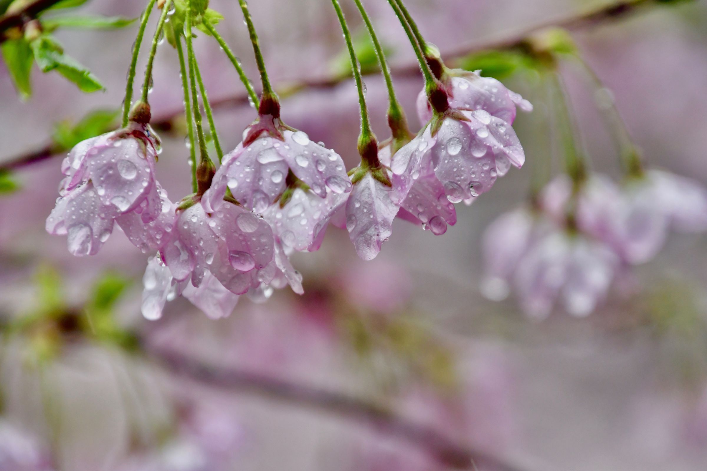雨桜2 | GANREF