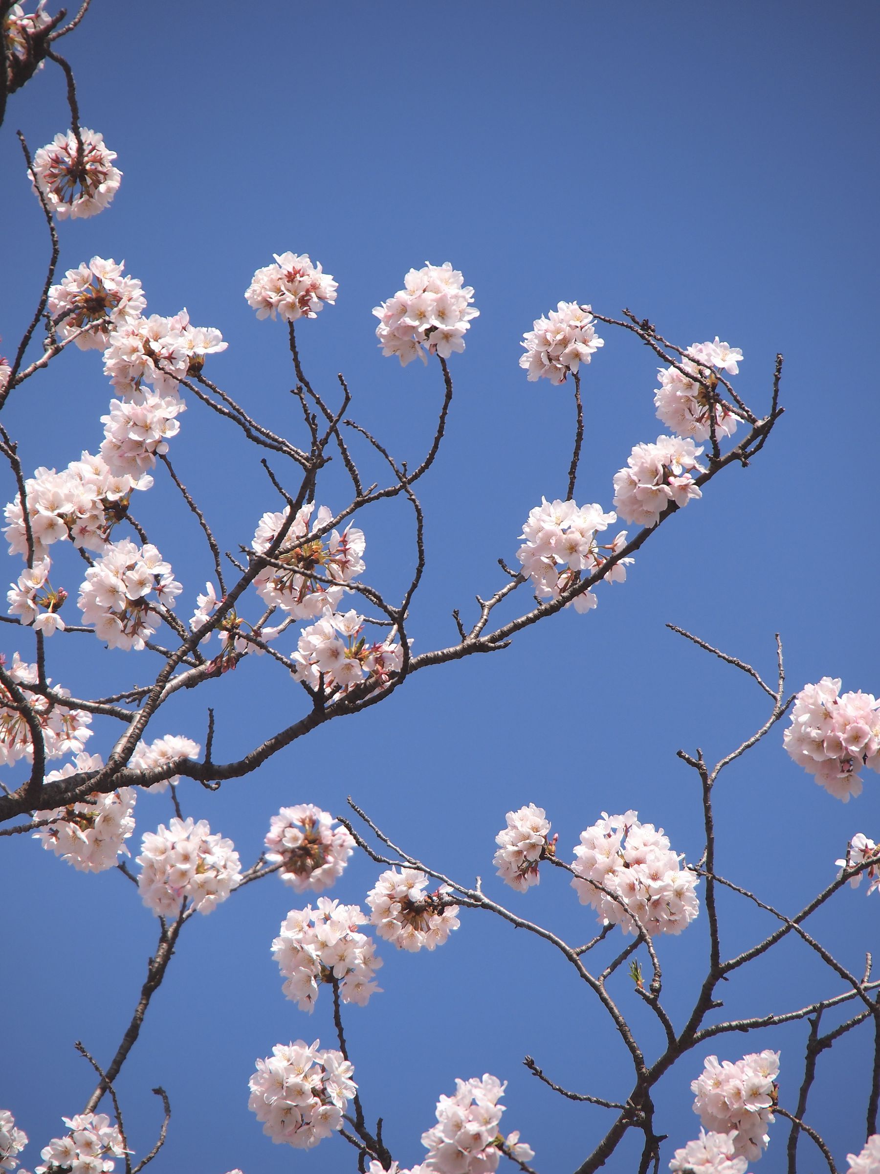 ぼんぼん桜 | GANREF