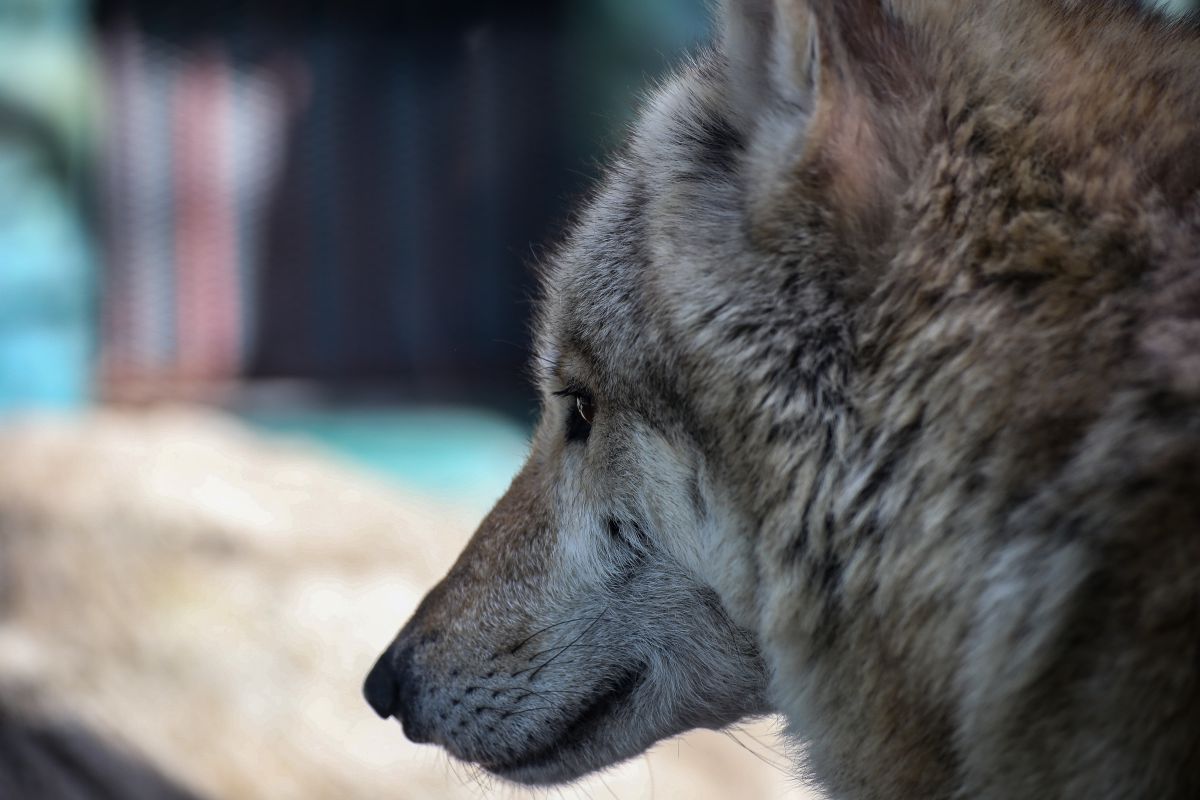 天王寺動物園 物思いにふける編 動物 犬 Ganref