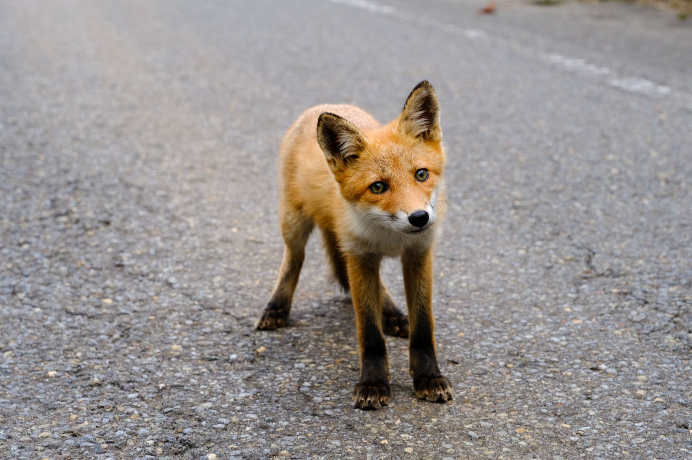 子キツネ2 | GANREF