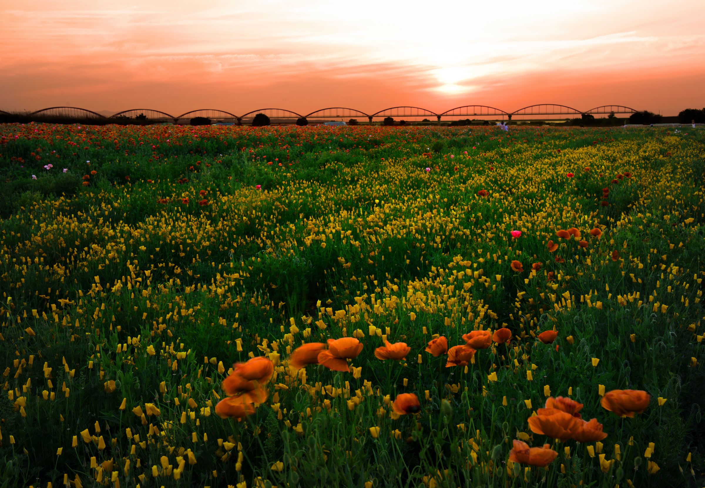 夕日に映える花畑 夕日と花の風景画k | GANREF