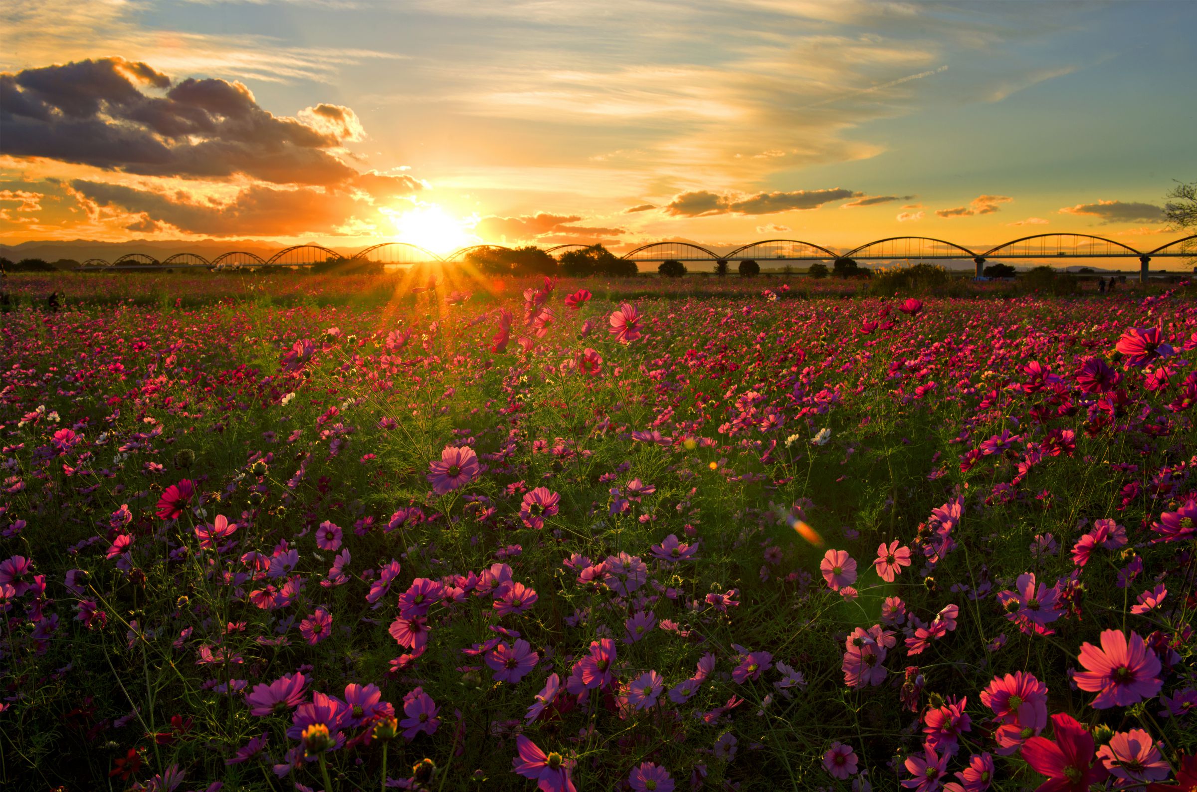 夕焼け秋桜 | GANREF