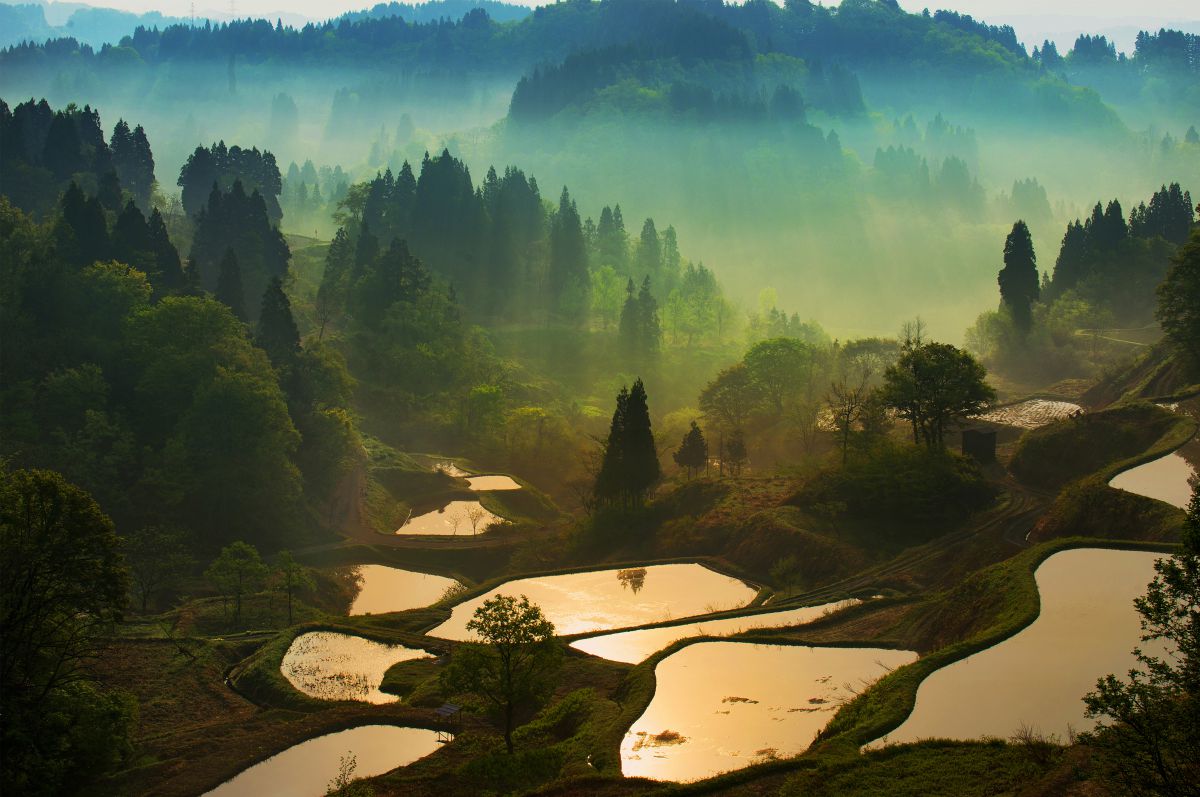 蒲生の棚田２０１８ Ganref