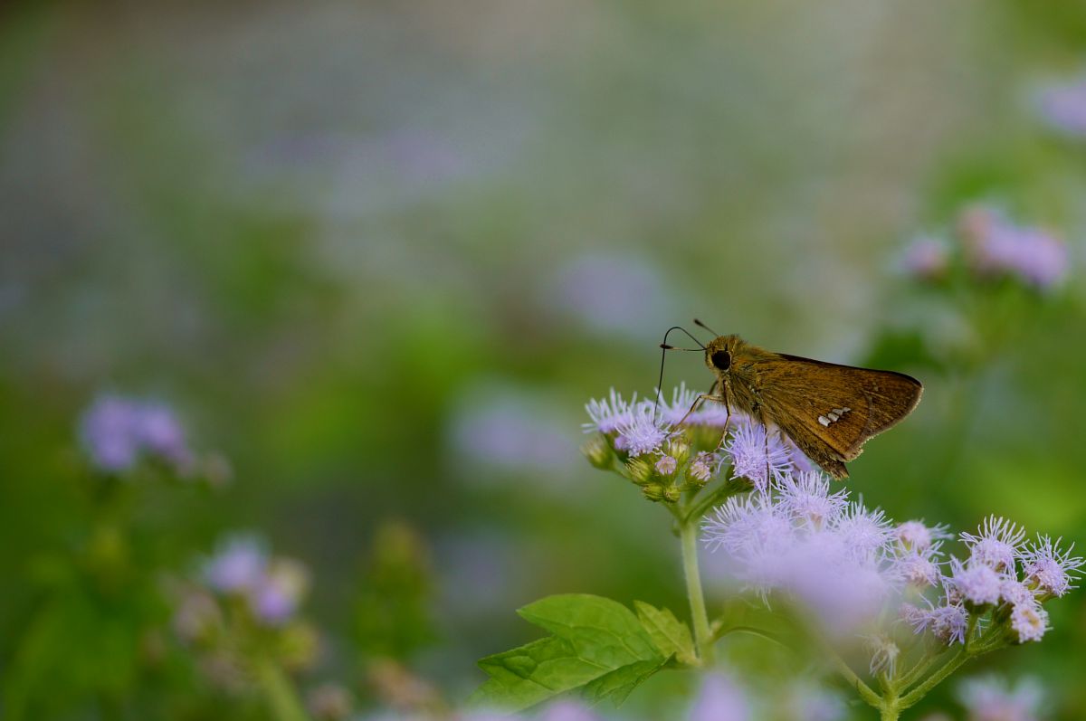 アゲラタムとセセリ蝶 動物 虫 昆虫 Ganref