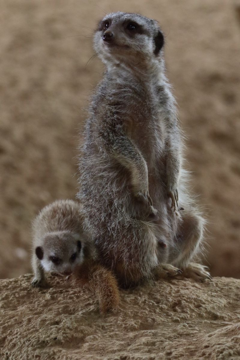 親子の絆 動物 小動物 Ganref