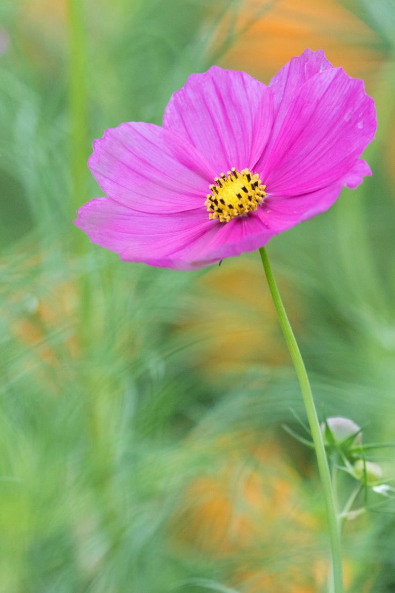 秋一輪 植物 花 花びら Ganref