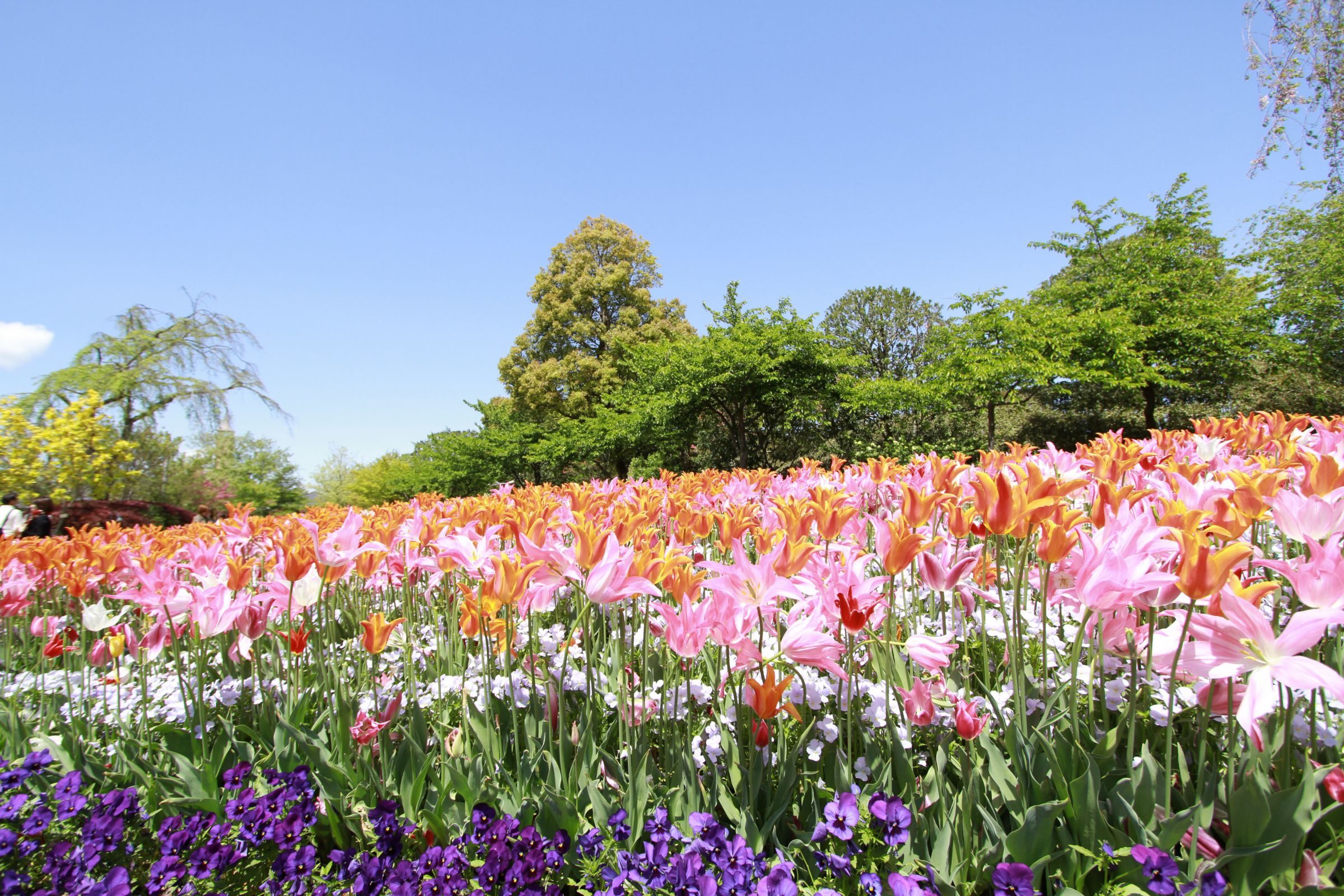 10x8フィート 春の庭の背景幕 春の森公園 カラフル 咲く花 シーン 写真 
