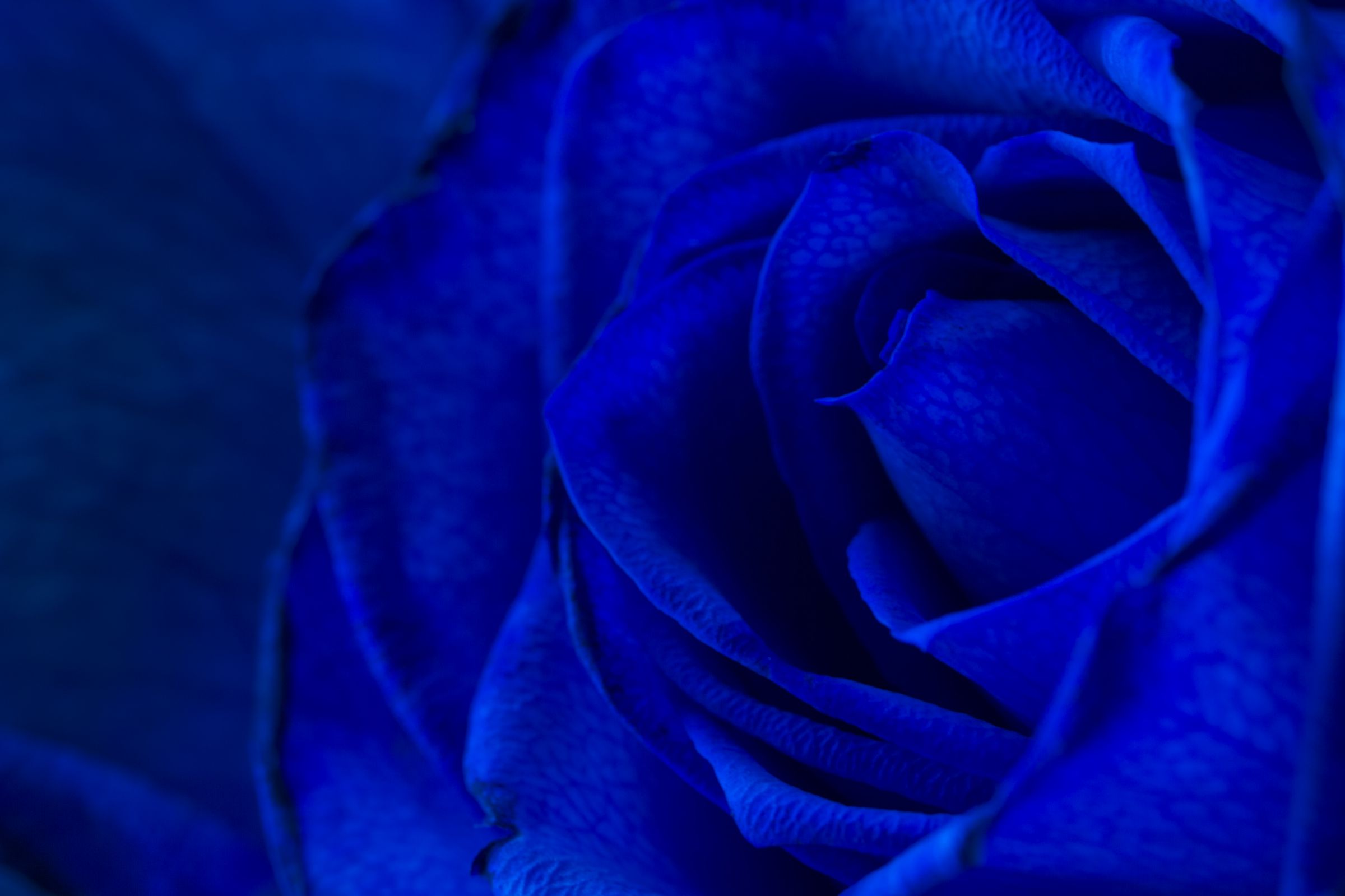 青い薔薇 | GANREF