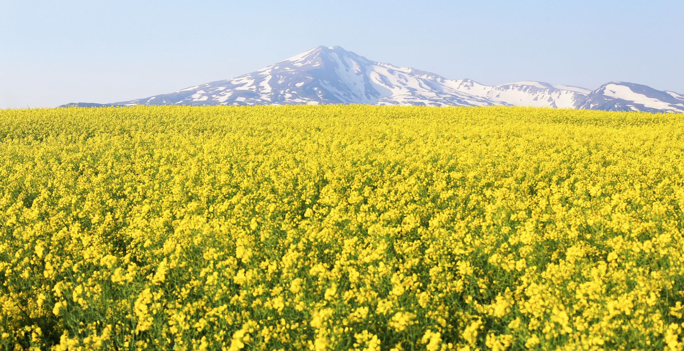 菜の花畑と鳥海山 自然 風景 高原 Ganref