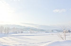 雪降る日 京都の雪】雪が降りしきる京都市内（2025年2月24日） Snow