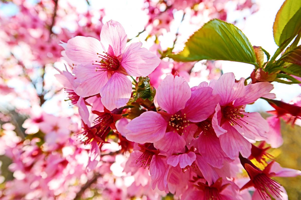 濃緋色の華蕊 植物 花 花びら Ganref