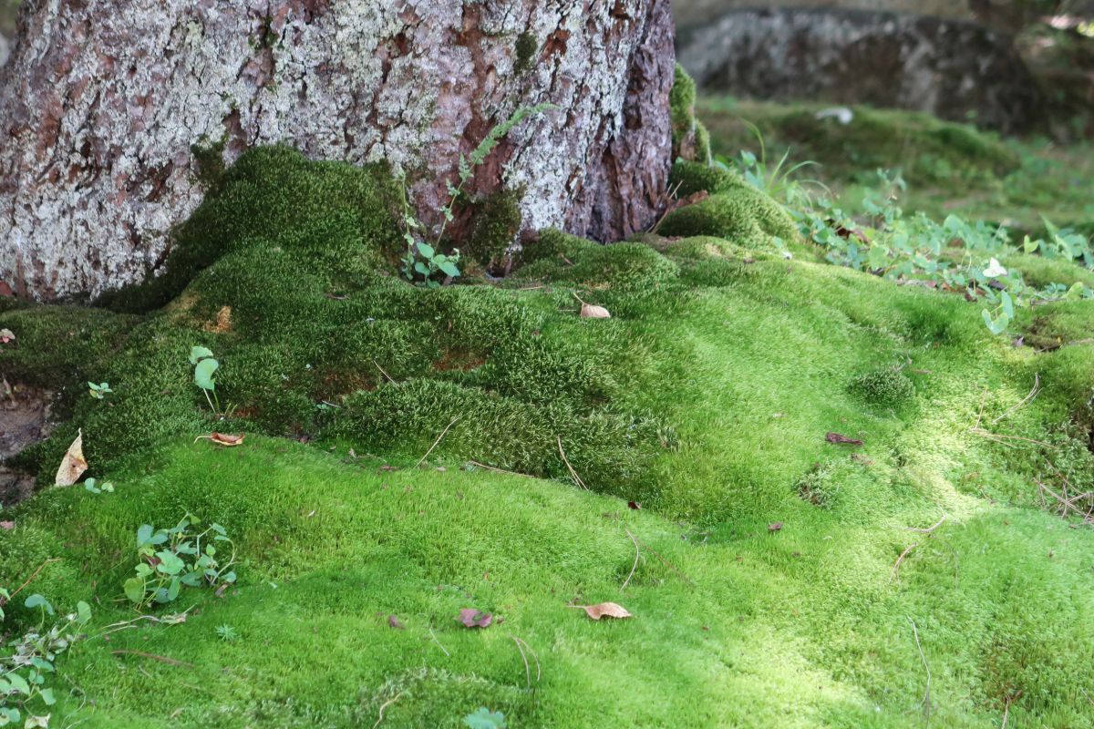 苔緑 植物 コケ シダ Ganref