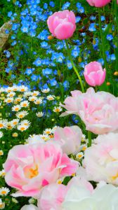 野薔薇 植物 花 花びら Ganref