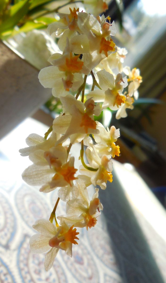 オンシジウム 植物 花 花びら Ganref