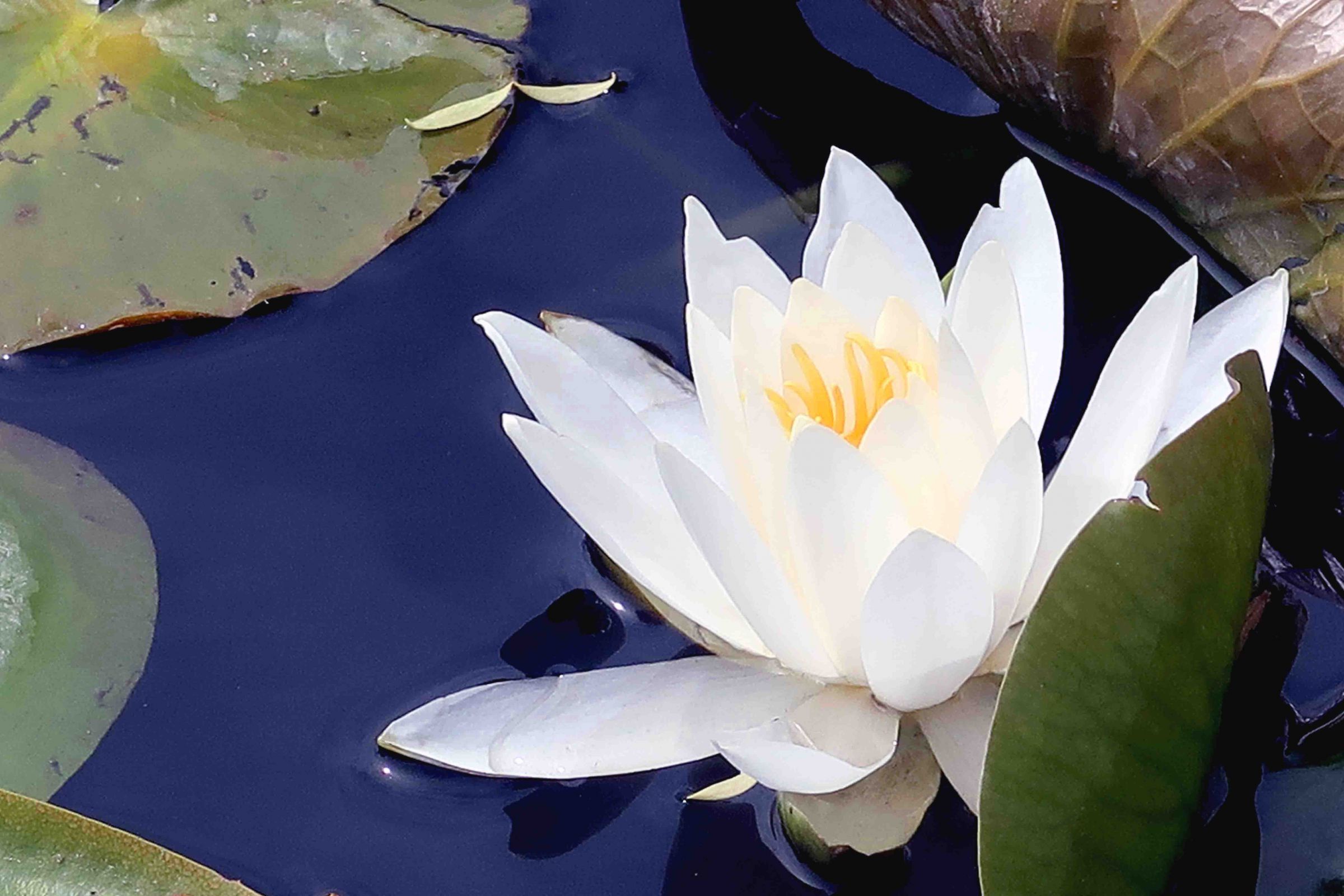 ☆泥中の蓮 ~でいちゅうのはちす～ | GANREF