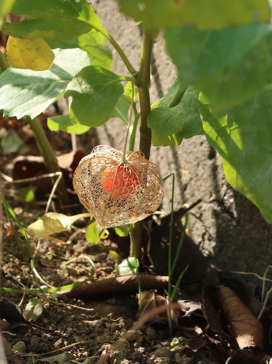 木成り網鬼灯 きなりあみほうづき 植物 実 果実 Ganref