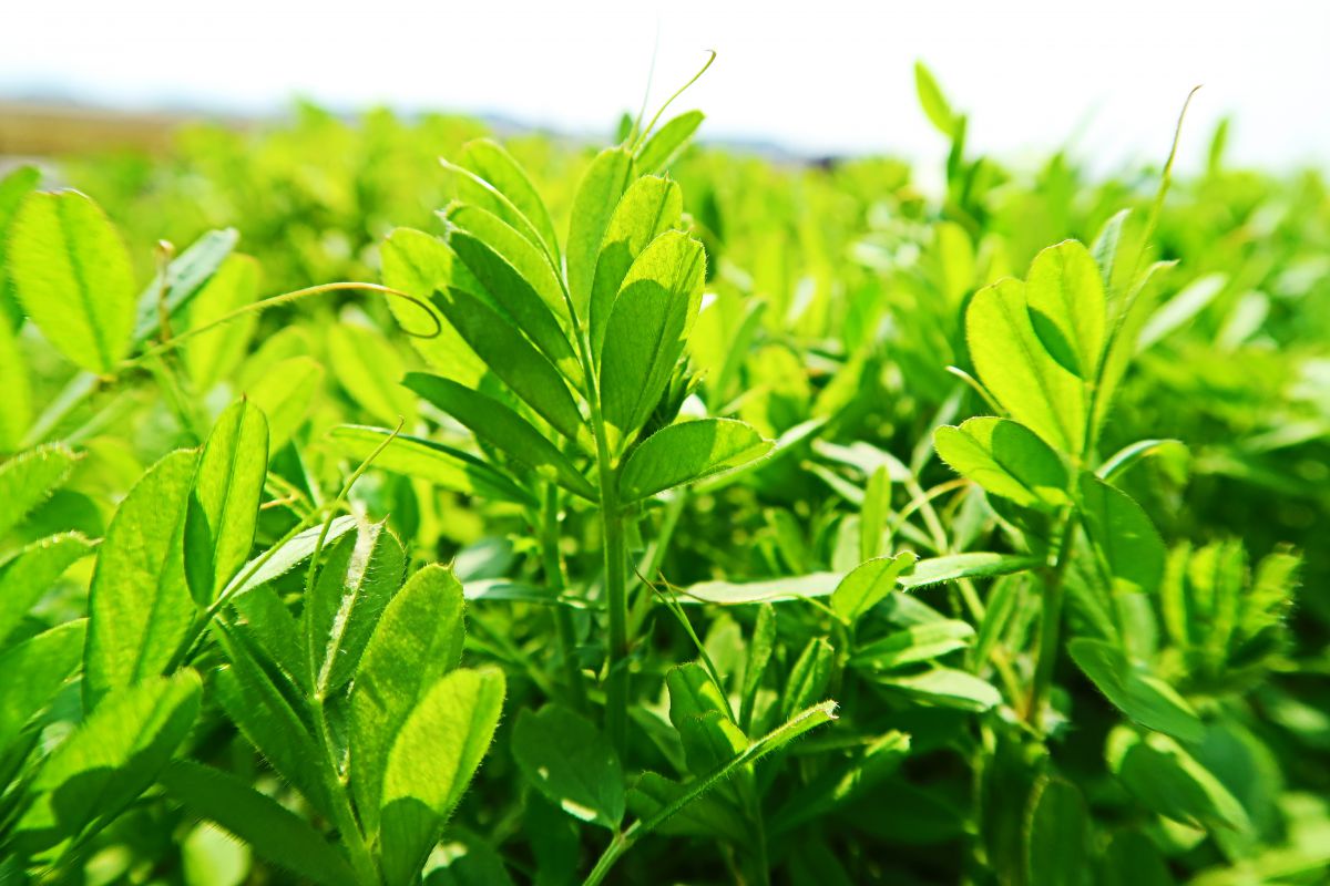 若葉萌ゆ 植物 草 葉 芽 Ganref
