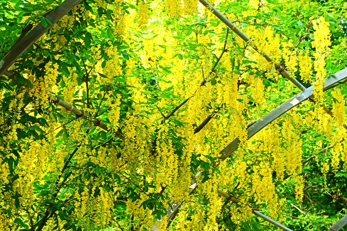 黄藤のアーチ 植物 花 花びら Ganref