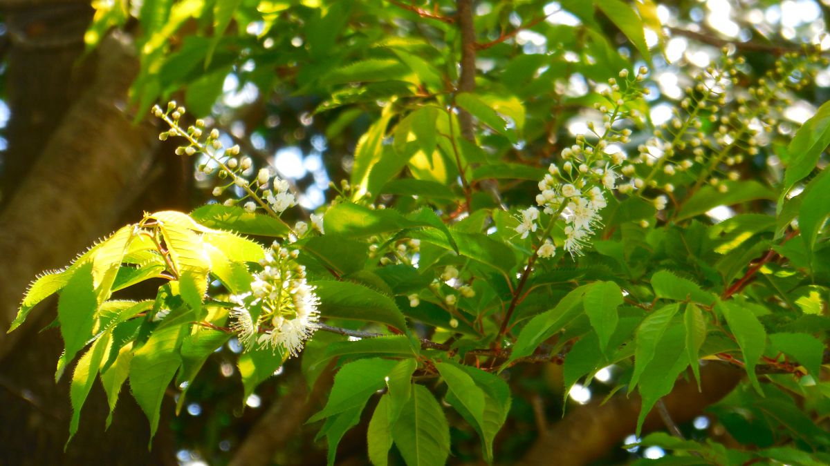 令法 リョウブ 植物 樹木 Ganref