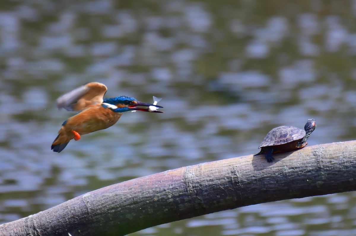 飛翔誇示 動物 鳥類 Ganref