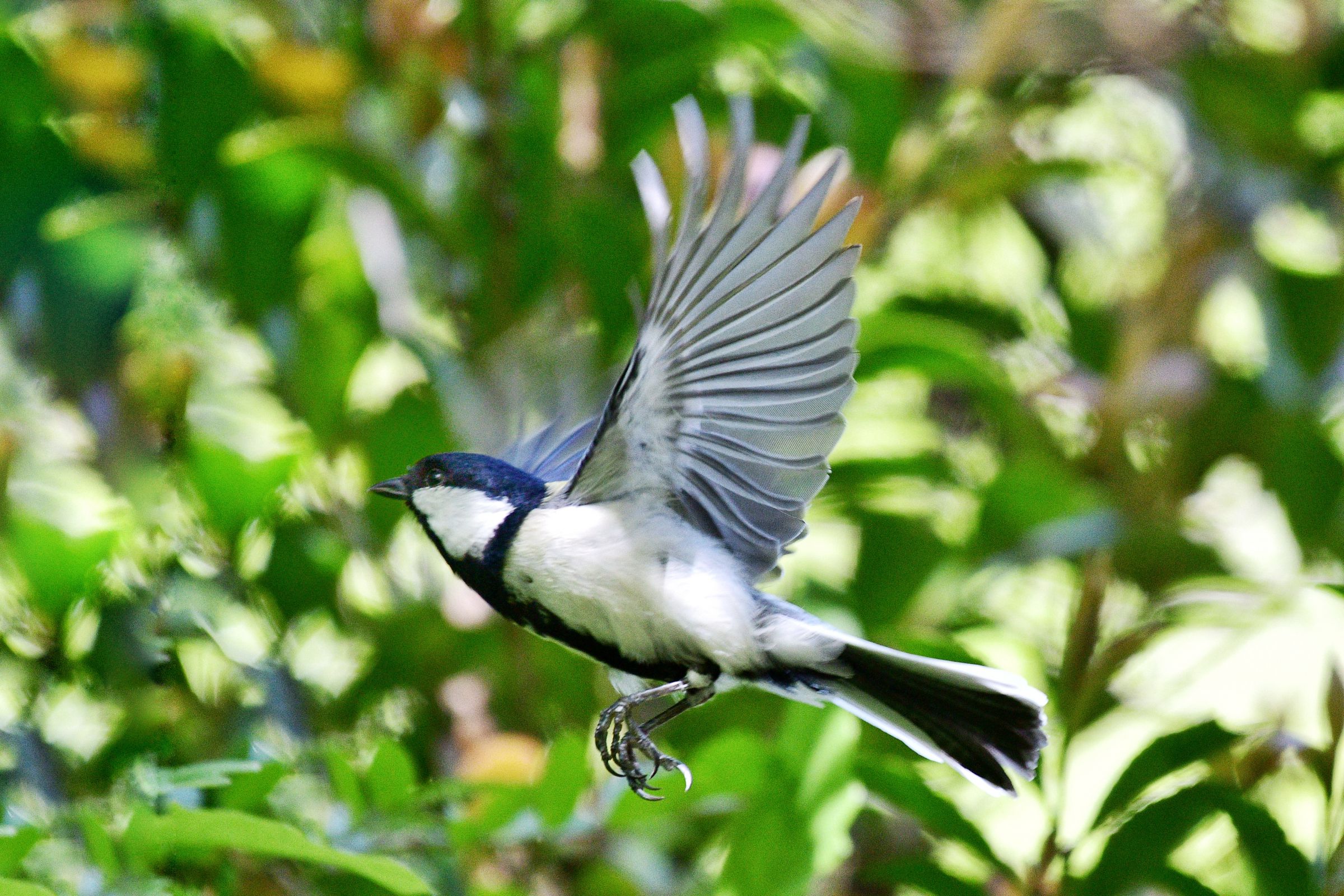 始終空「シジュウカラ」 | GANREF