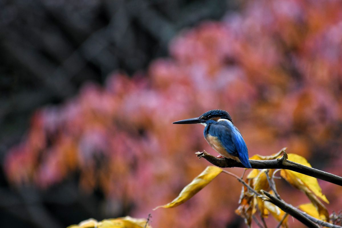 AF-P DX NIKKOR 70-300mm f/4.5-6.3G ED VRで撮影された写真 | 写真