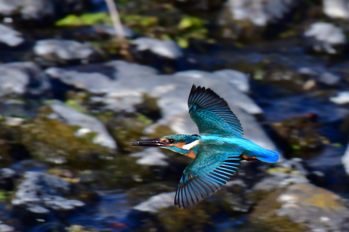 カワセミ 低空飛行 動物 鳥類 Ganref