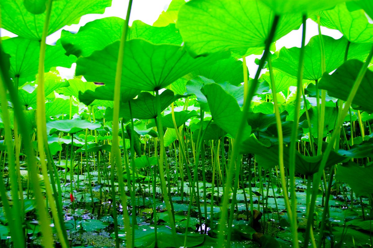 雨宿り 植物 草 葉 芽 Ganref