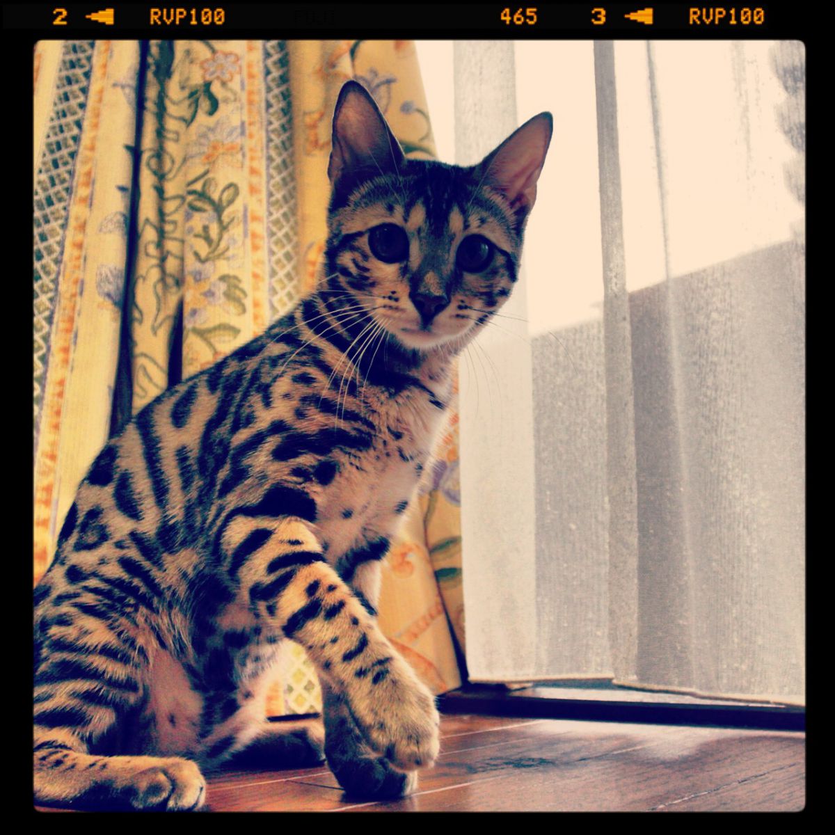 ❤Canon EOS 70D❤ダブルレンズ❤Wi-Fi接続❤ショット数3730回 キヤノン EOS 70D レビュー (3) Wi-Fiで繋がる、広がる写真の輪 | GANREF