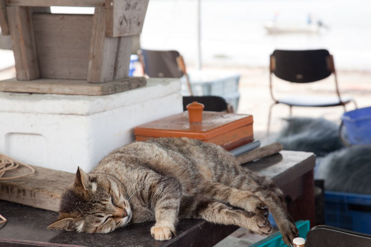 ちょっと夢見心地 動物 猫 Ganref
