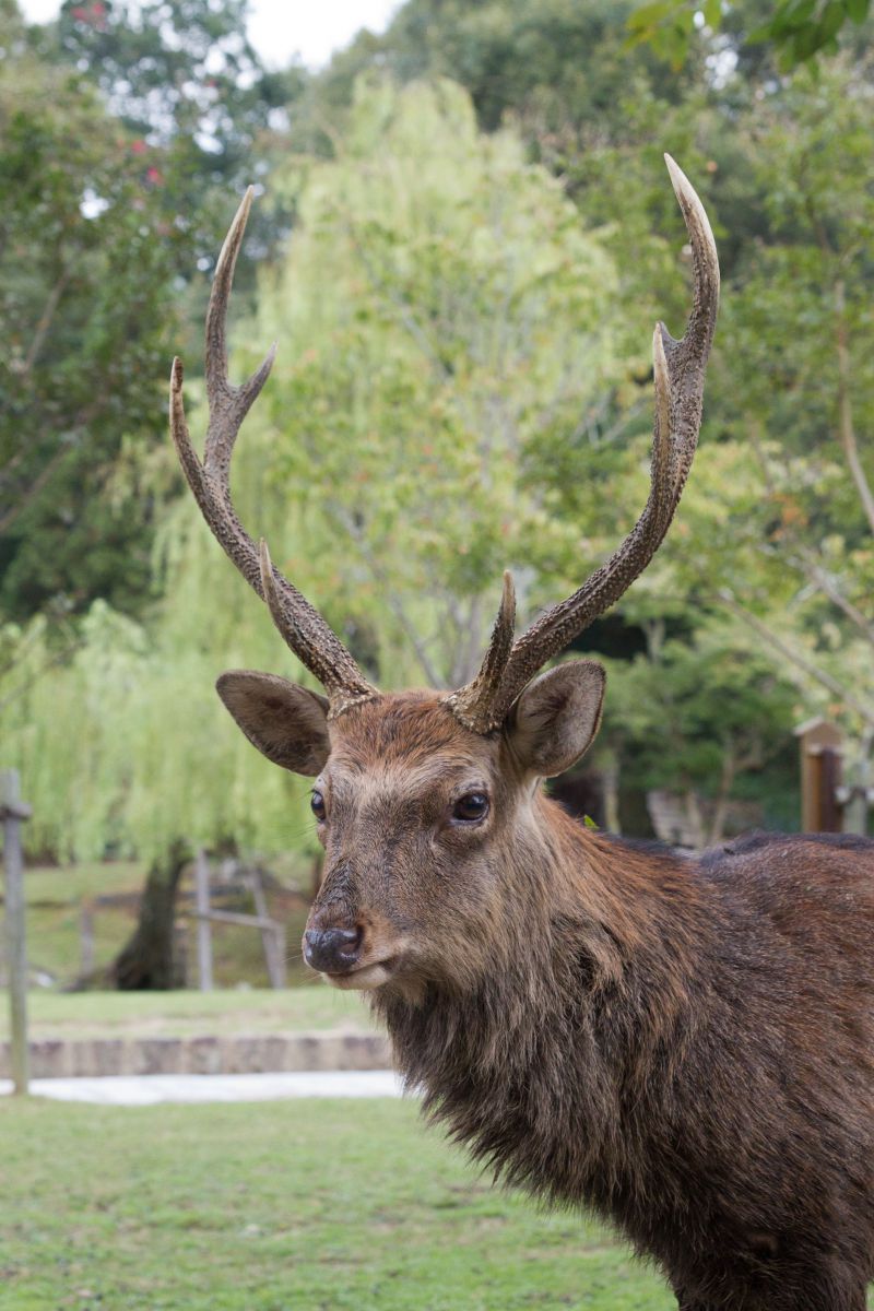 威風堂々 動物 その他の陸の生物 Ganref