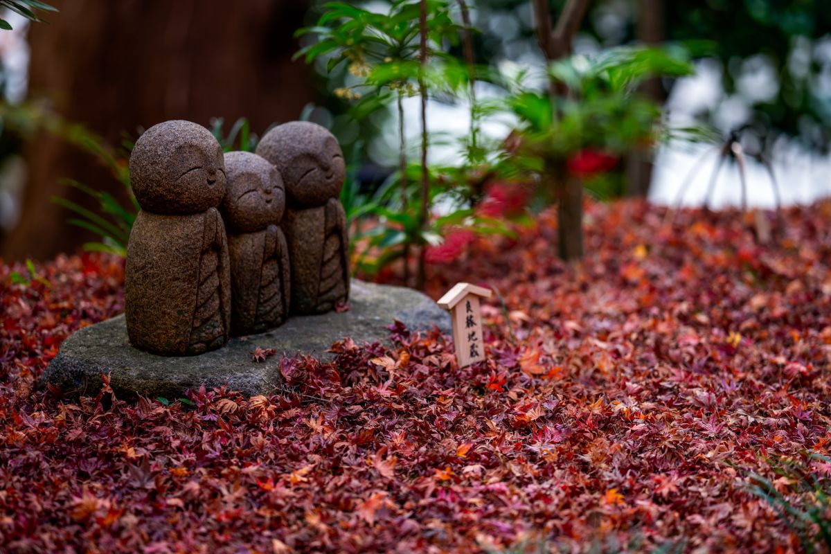 良縁 良い被写体 に出会えるように 植物 紅葉 Ganref